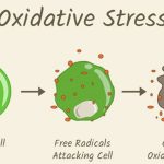 Stress Oxy Hóa là gì?