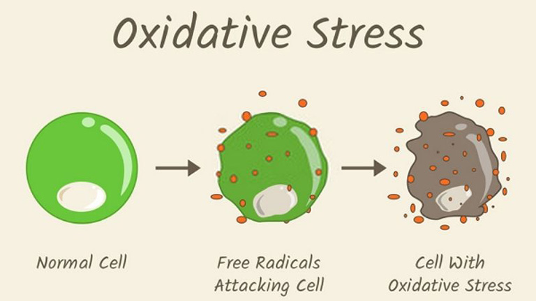 Stress Oxy Hóa là gì?